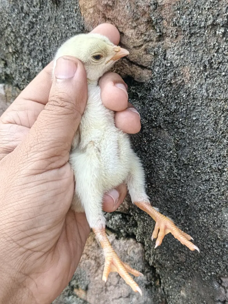High Quality Paper white and Lakha mushka Chicks — photo 10