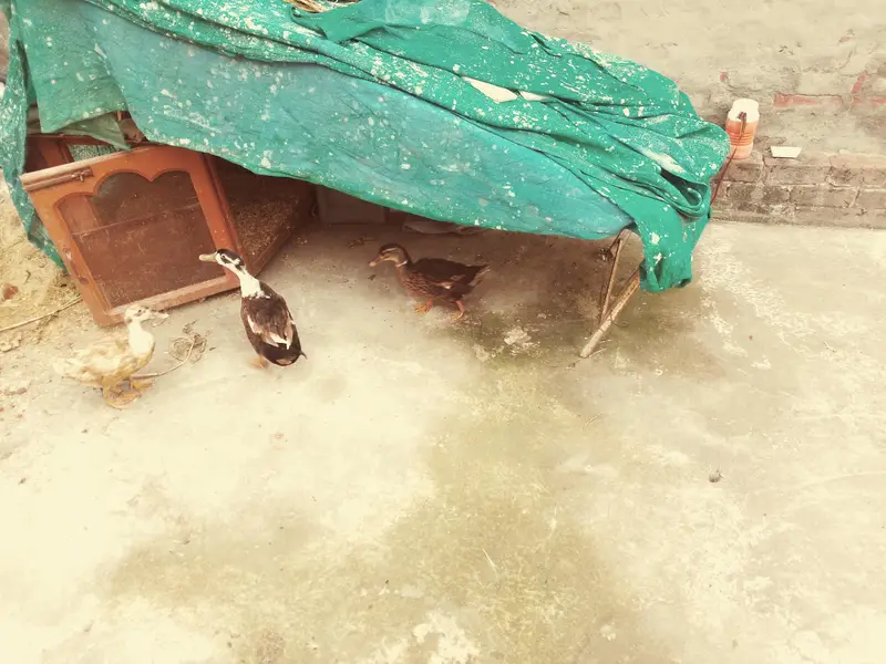 one male duck .  two female ducks.   and 8 eggs.  both ducks laying — photo 2