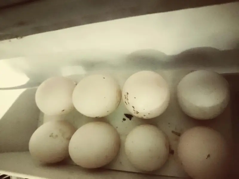 one male duck .  two female ducks.   and 8 eggs.  both ducks laying — photo 3