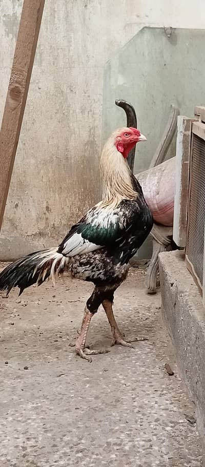 Pure Aseel For Sale.