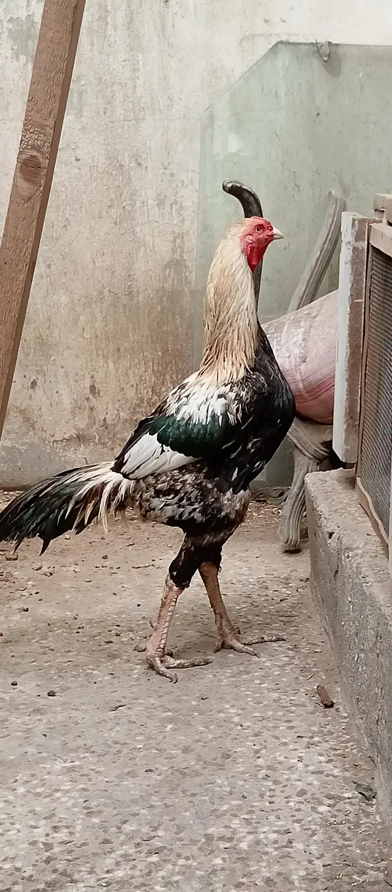 Pure Aseel For Sale. — photo 2