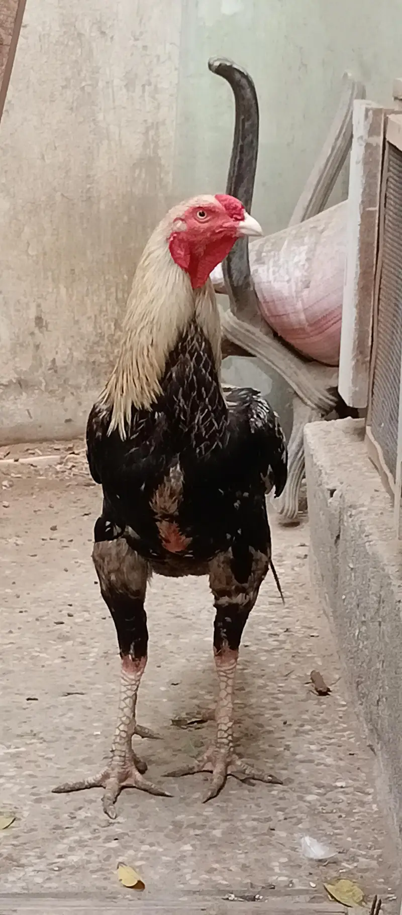 Pure Aseel For Sale. — photo 3