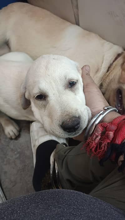 Labrador Male and female, single dog, for Sale