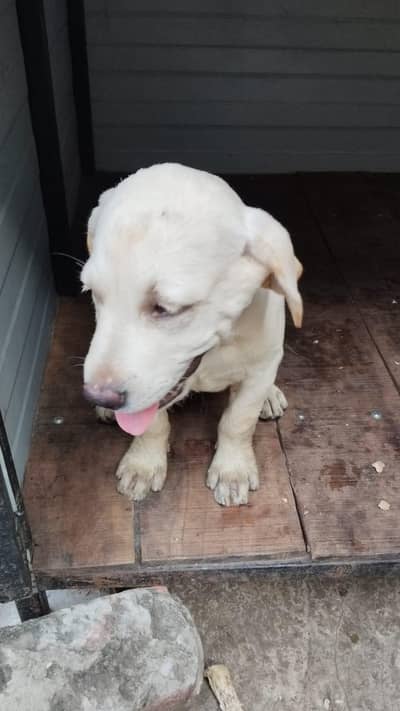 Labrador Male and female, single dog, for Sale