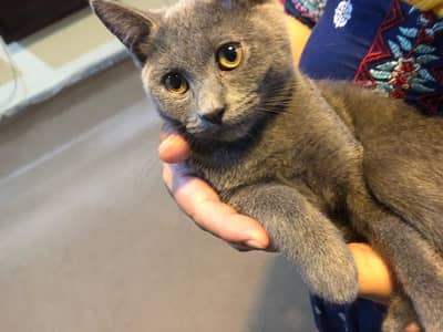 British Short Hair Kitten