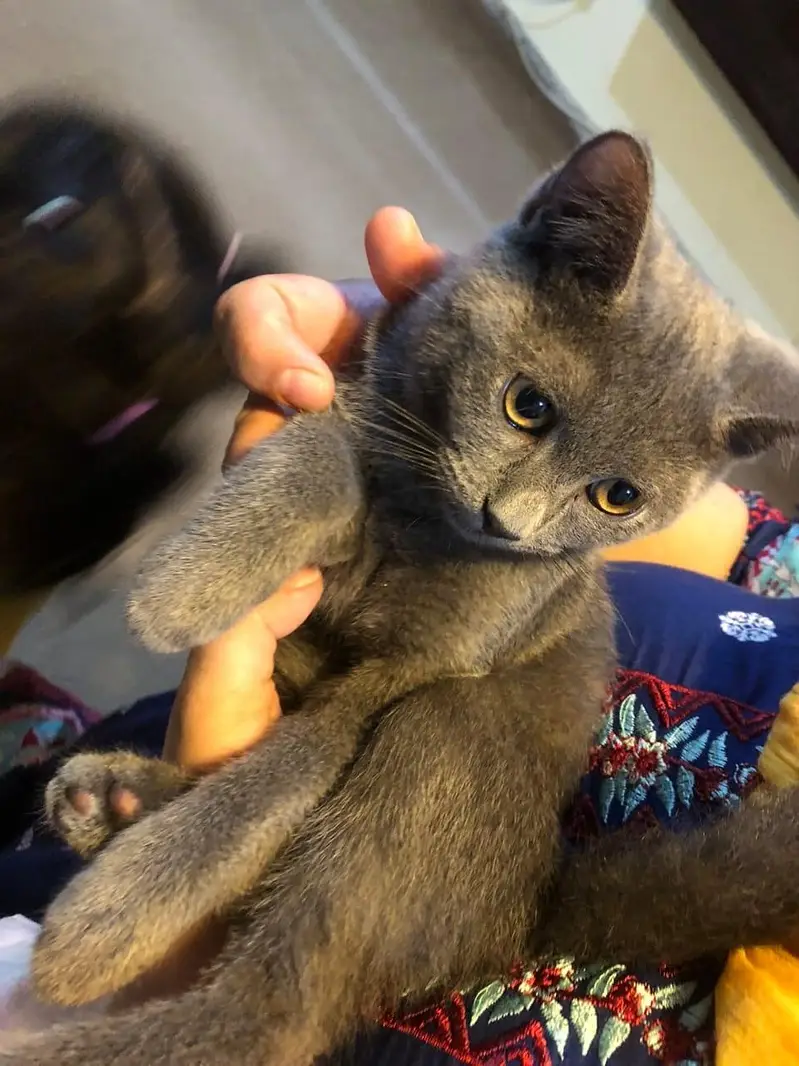 British Short Hair Kitten — photo 2