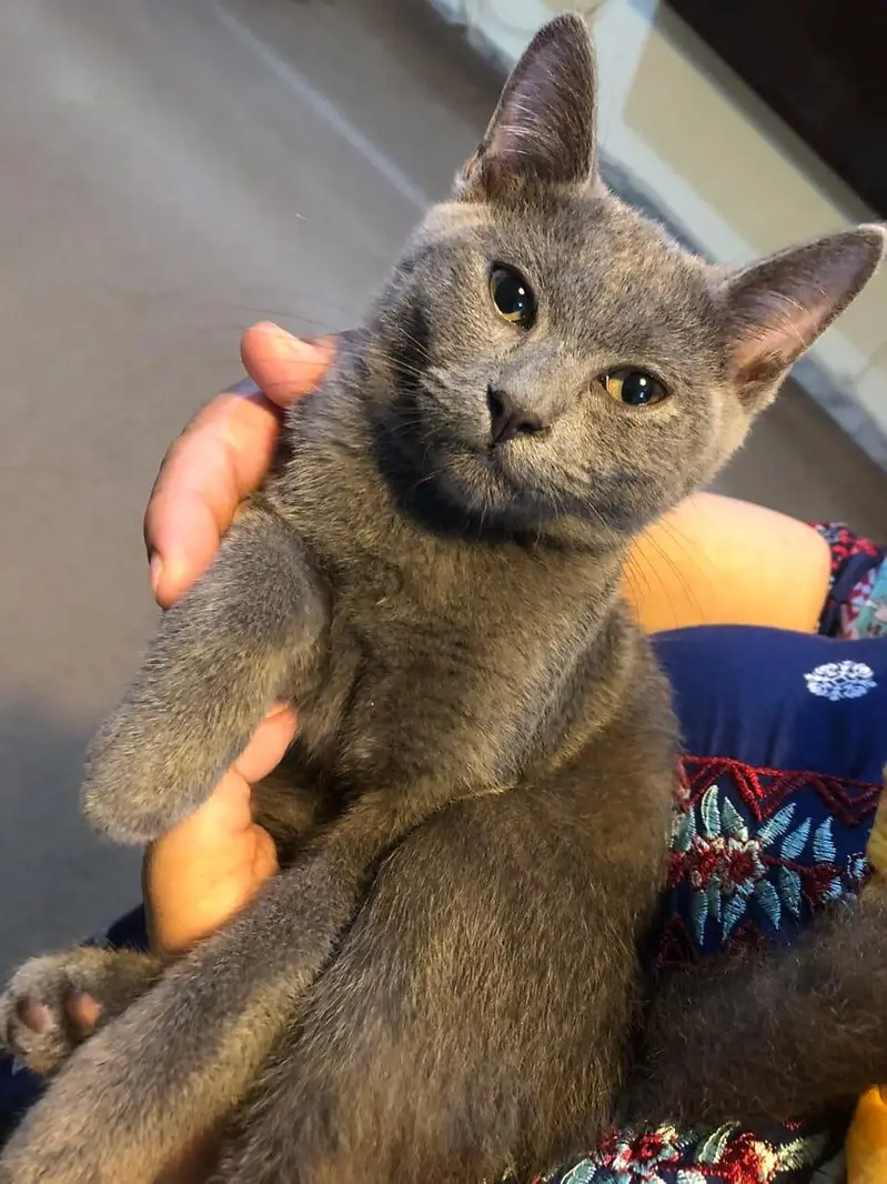 British Short Hair Kitten — photo 3