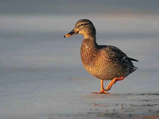 one male duck .  two female ducks.   and 8 eggs.  both ducks laying — photo 4