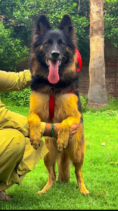 German shepherd Dog | Long Coat Female German Shepherd Dog | GSD