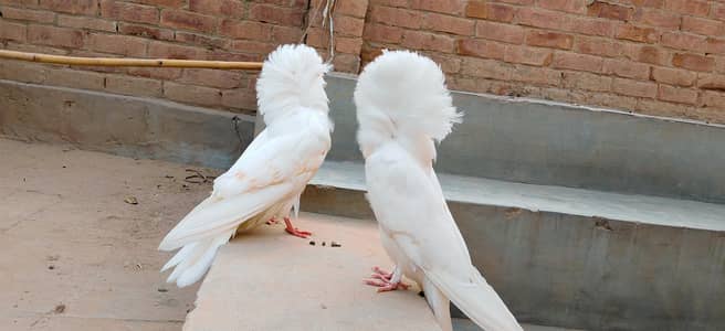 urgent sale pair
