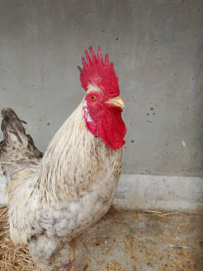 urgent misri pair for sale