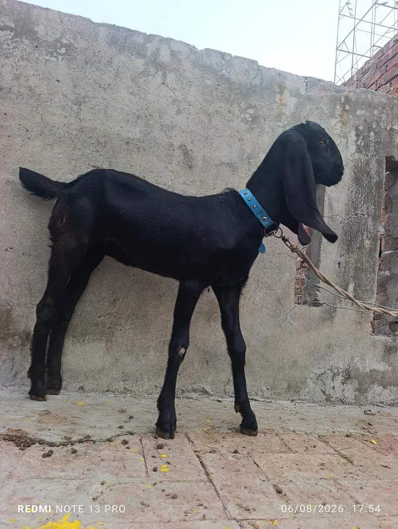Beetal Goat — photo 2