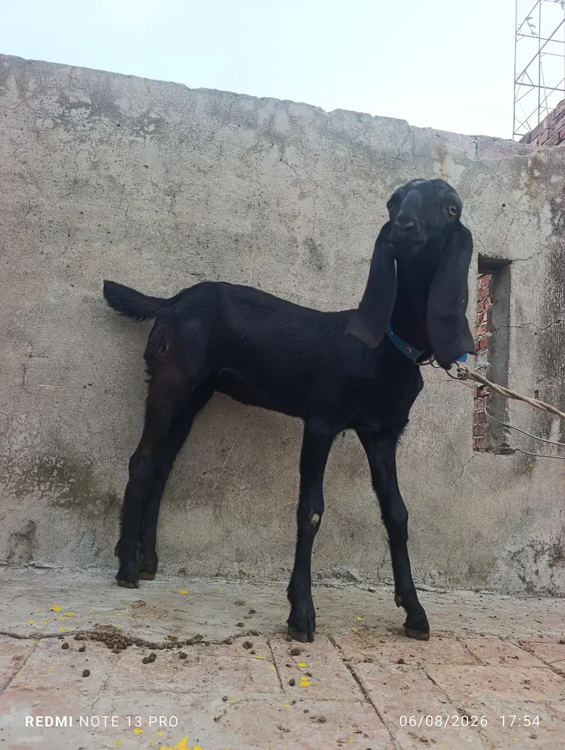 Beetal Goat — photo 3