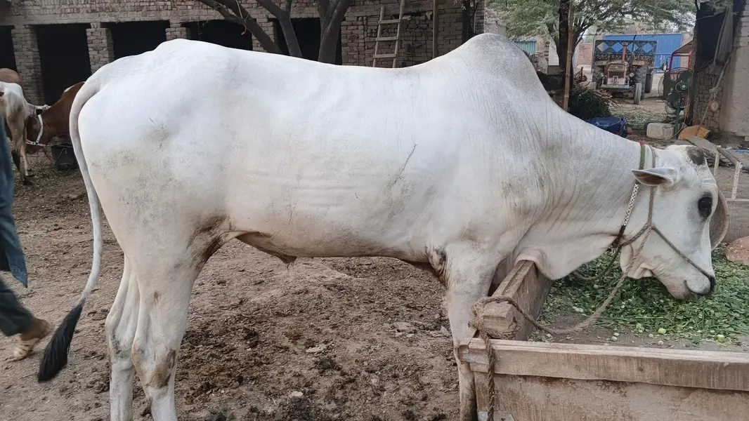 Dajal nasal ka tez Raftar safed bail — photo 3