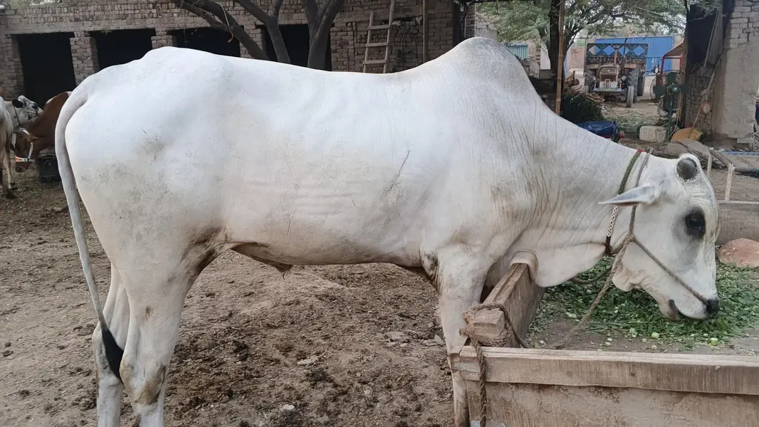 Dajal nasal ka tez Raftar safed bail — photo 4