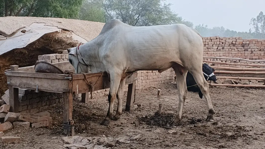 Dajal nasal ka tez Raftar safed bail — photo 5
