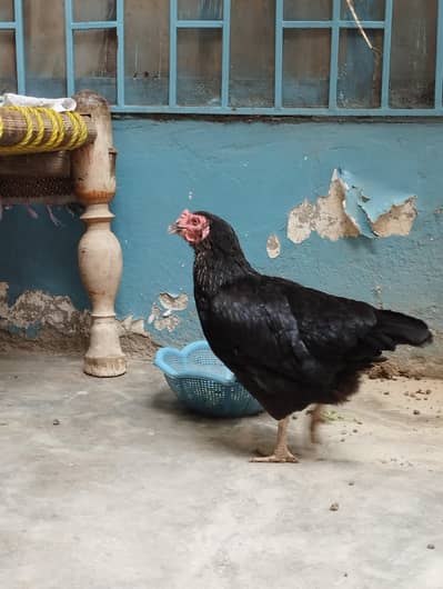 ralguder aseel Desi mix 2 hens