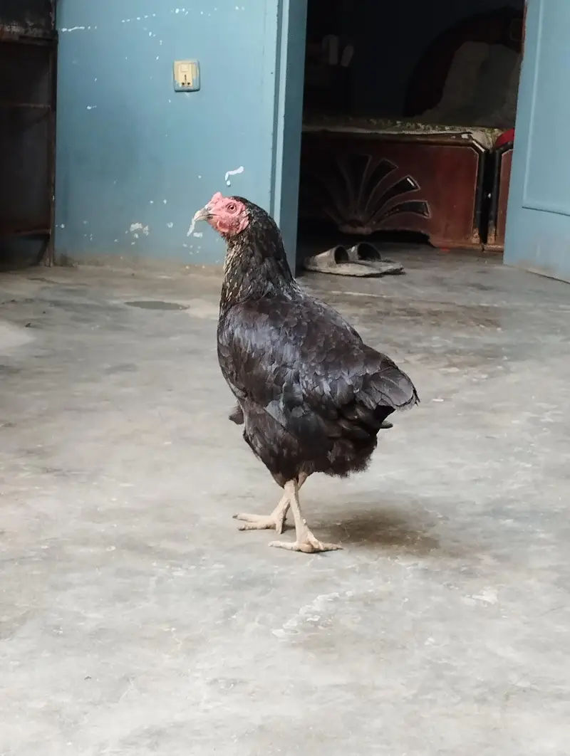 ralguder aseel Desi mix 2 hens — photo 2