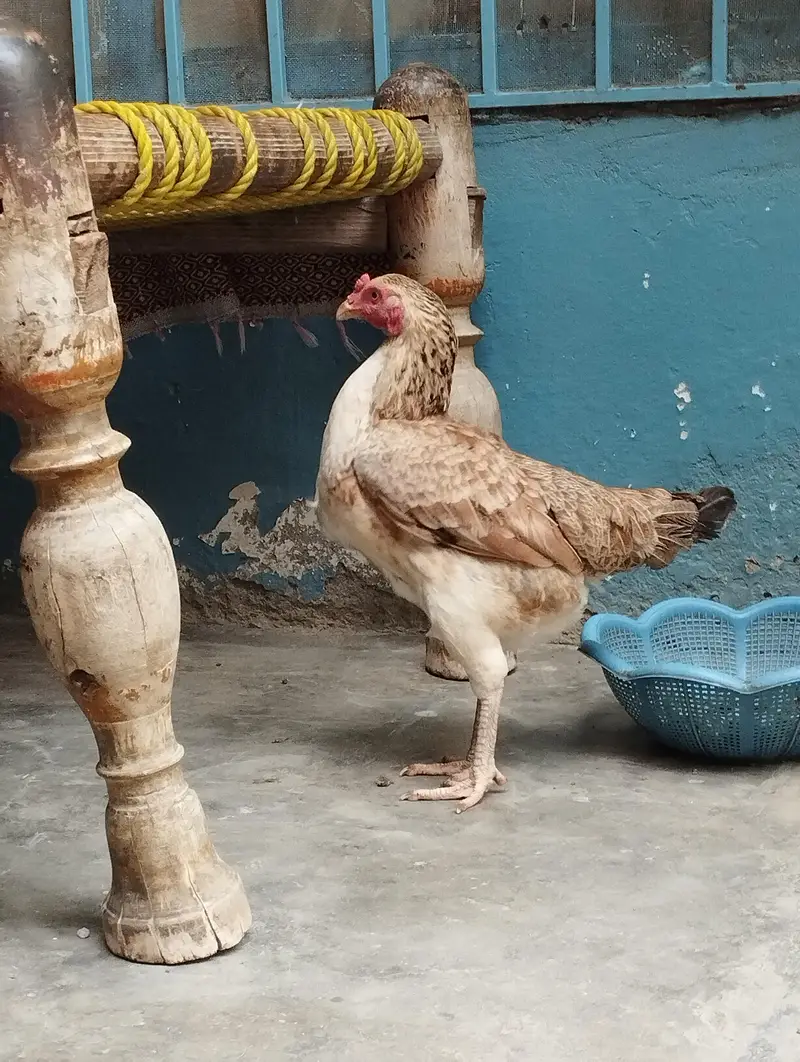 ralguder aseel Desi mix 2 hens — photo 3