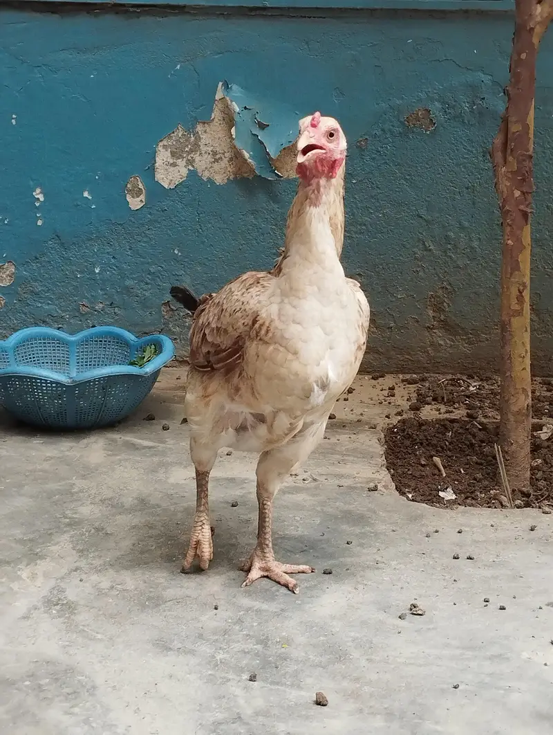 ralguder aseel Desi mix 2 hens — photo 4