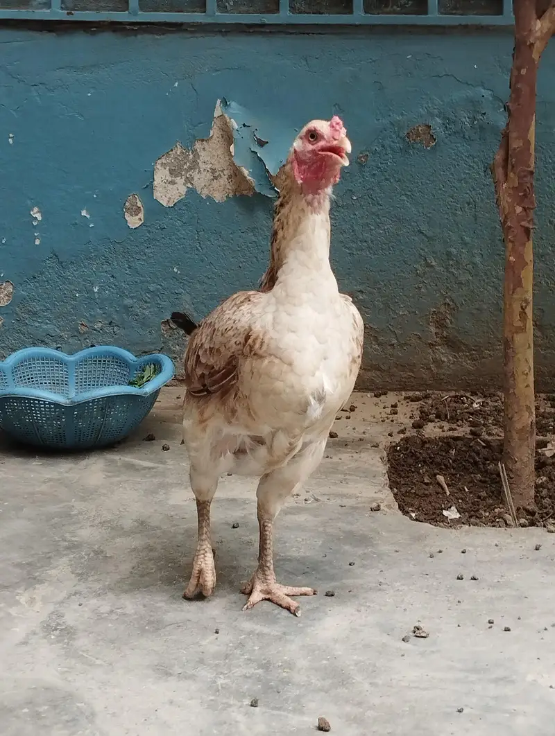 ralguder aseel Desi mix 2 hens — photo 5