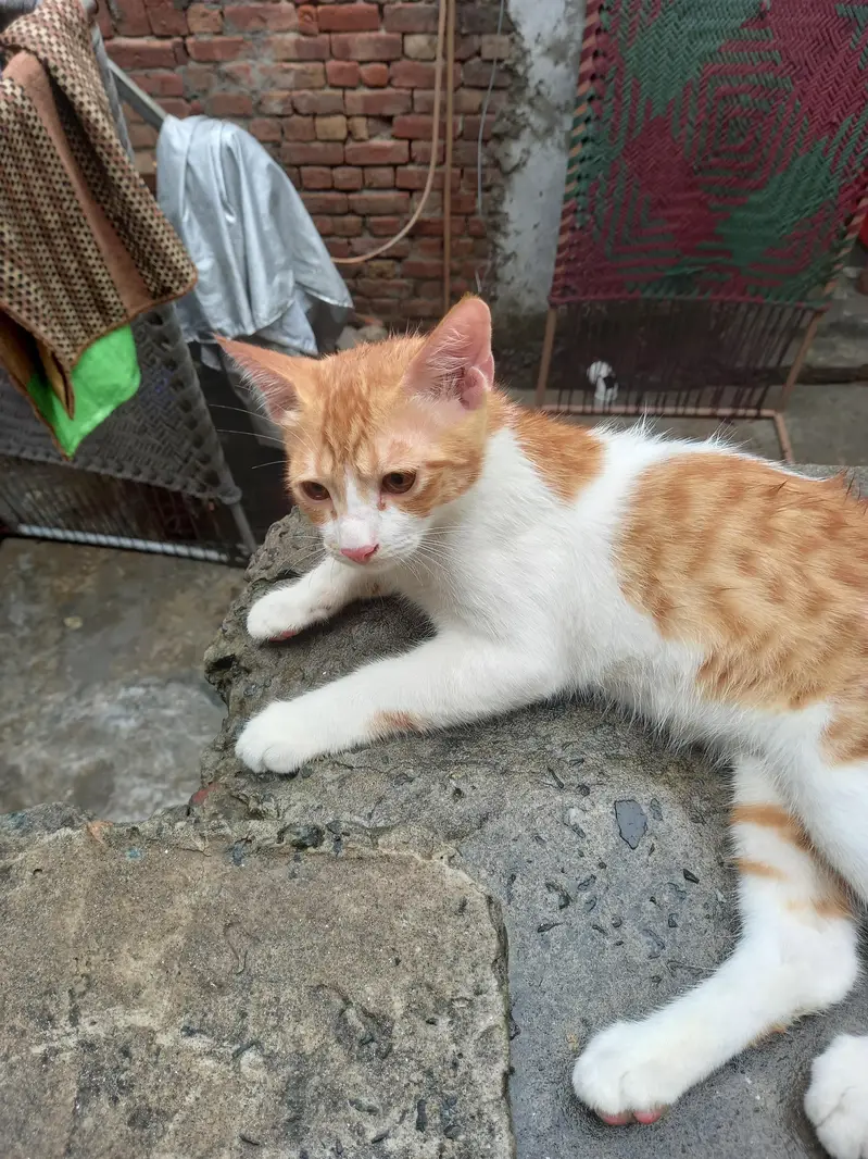 Best cats — photo 2