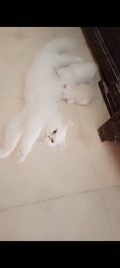 3 Fluffy White extreme punched Persian Kittens