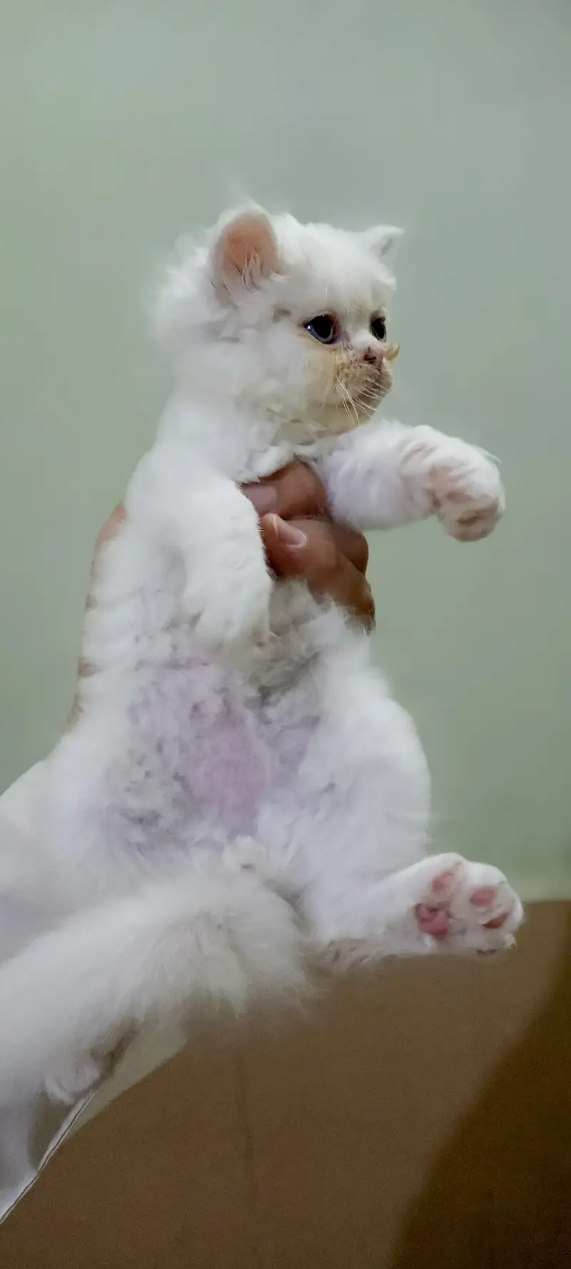 3 Fluffy White extreme punched Persian Kittens — photo 2