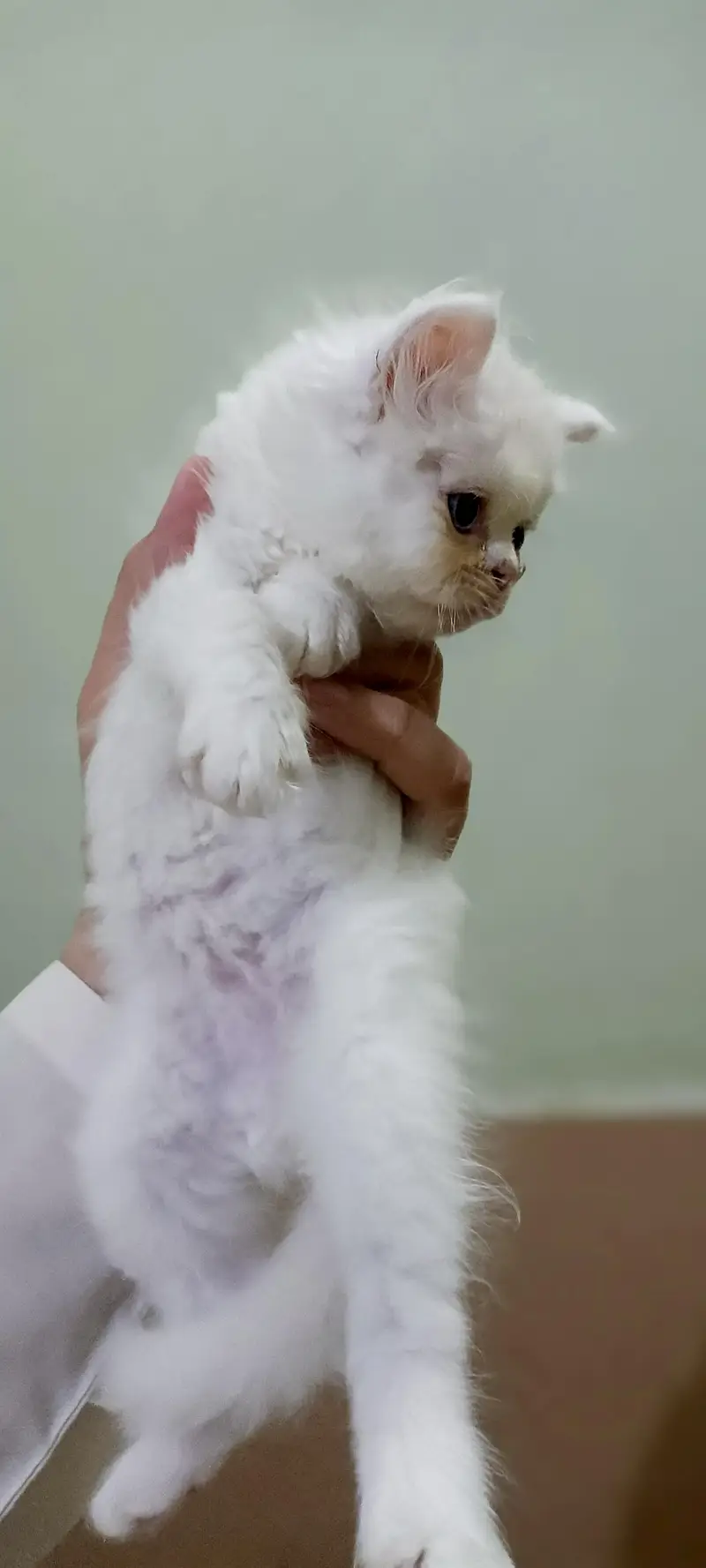 3 Fluffy White extreme punched Persian Kittens — photo 3