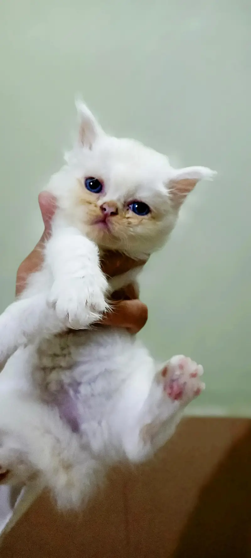 3 Fluffy White extreme punched Persian Kittens — photo 4