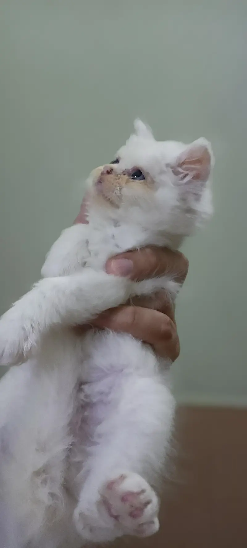3 Fluffy White extreme punched Persian Kittens — photo 5