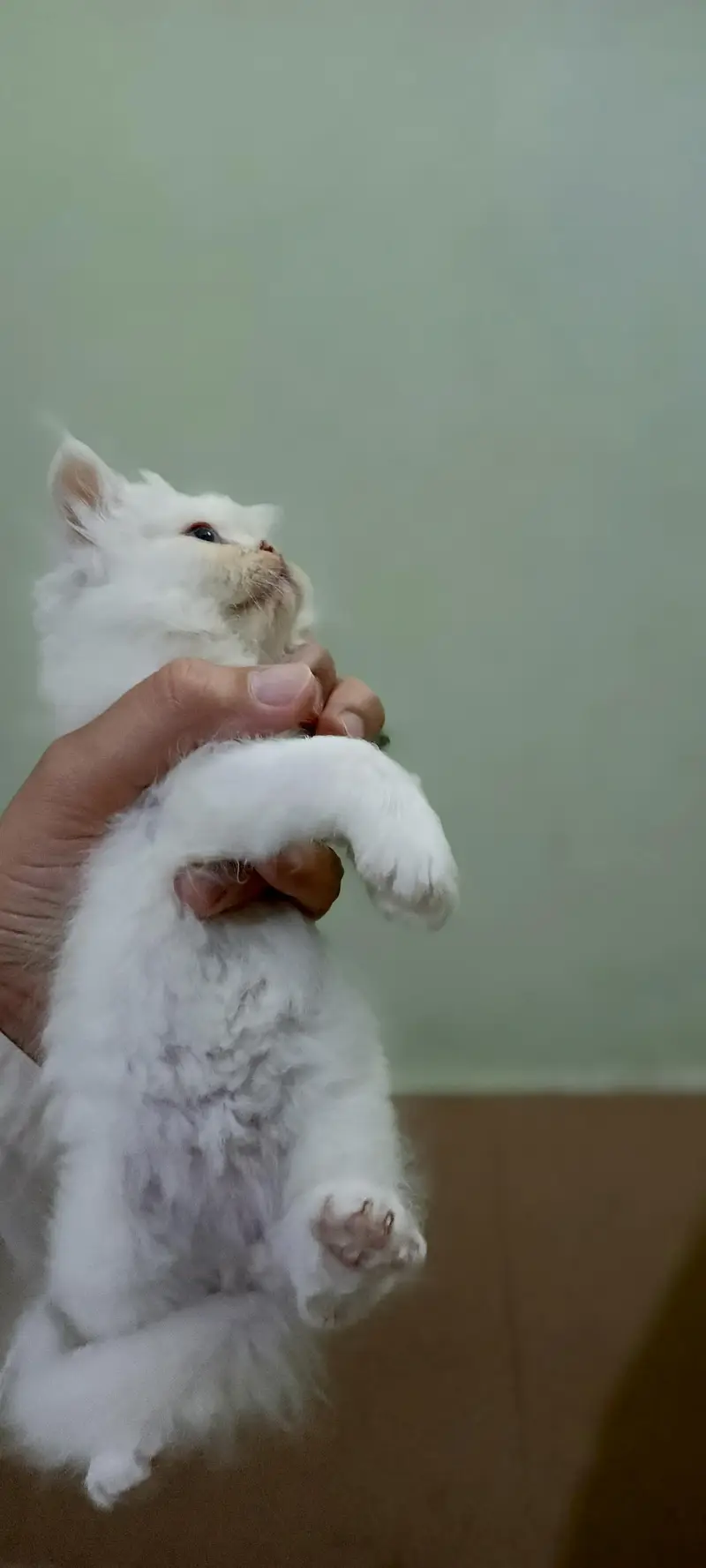 3 Fluffy White extreme punched Persian Kittens — photo 6