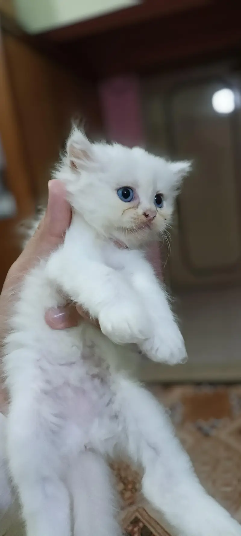 3 Fluffy White extreme punched Persian Kittens — photo 7
