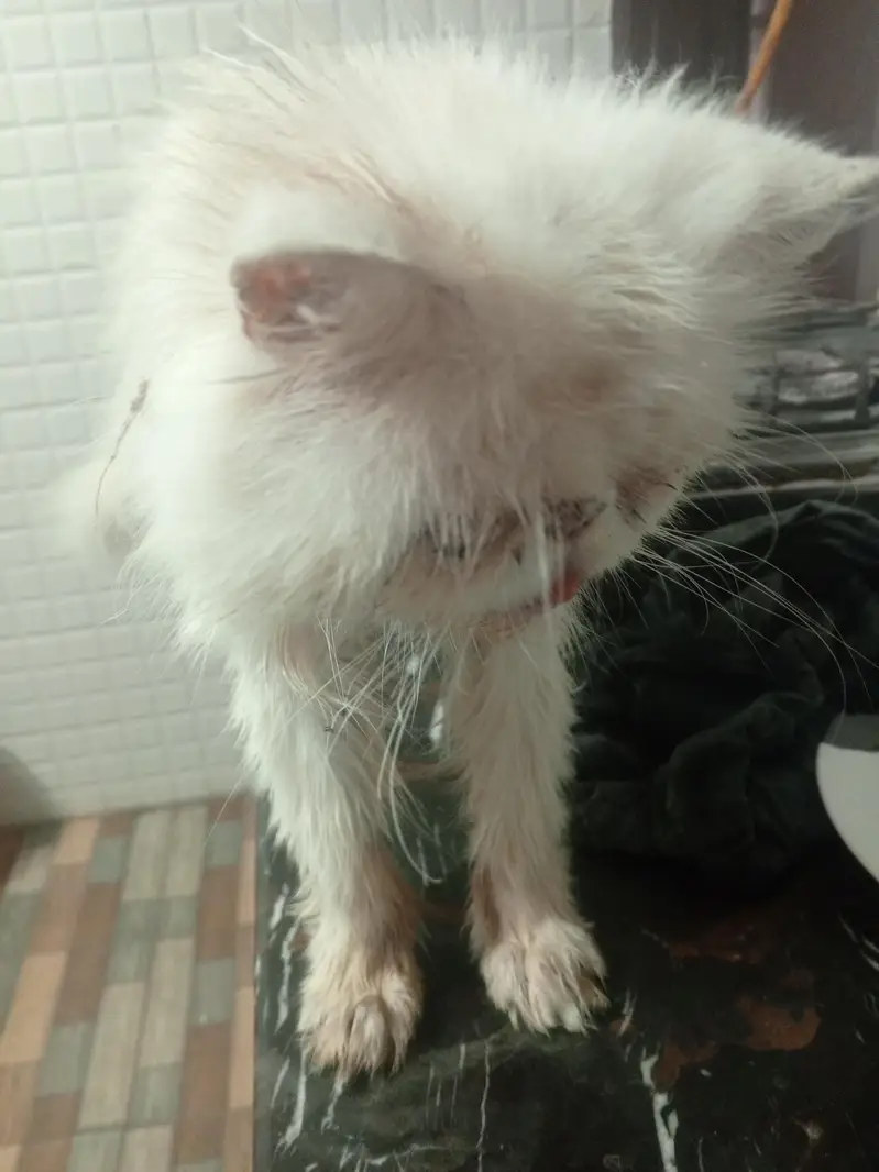 peki face — photo 2