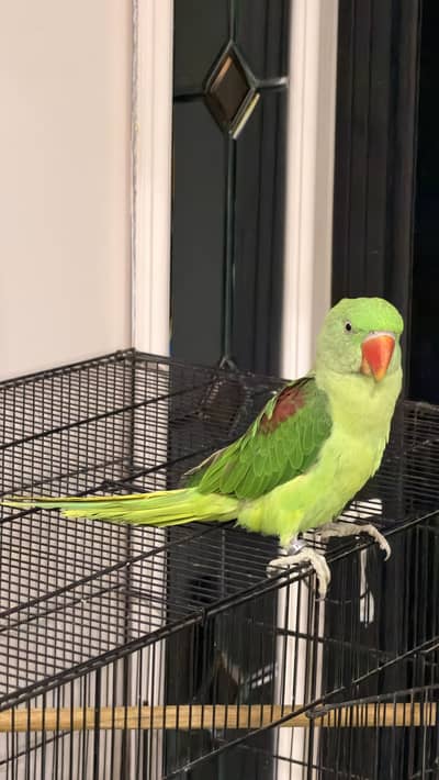 Alexandrine Parakeet  Pahari Tota