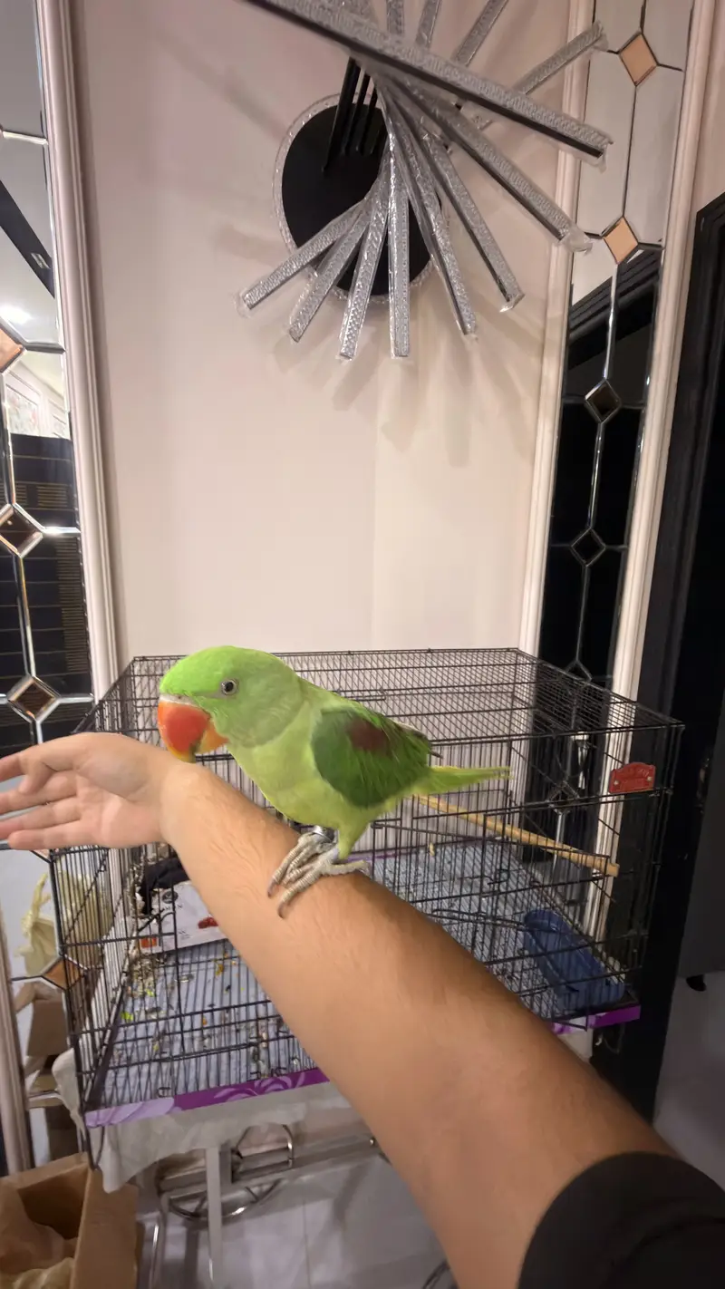 Alexandrine Parakeet  Pahari Tota — photo 2