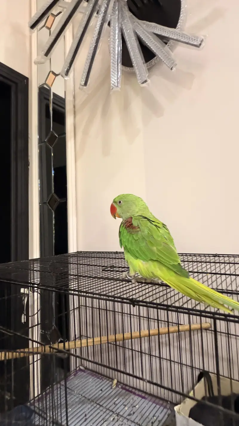 Alexandrine Parakeet  Pahari Tota — photo 3