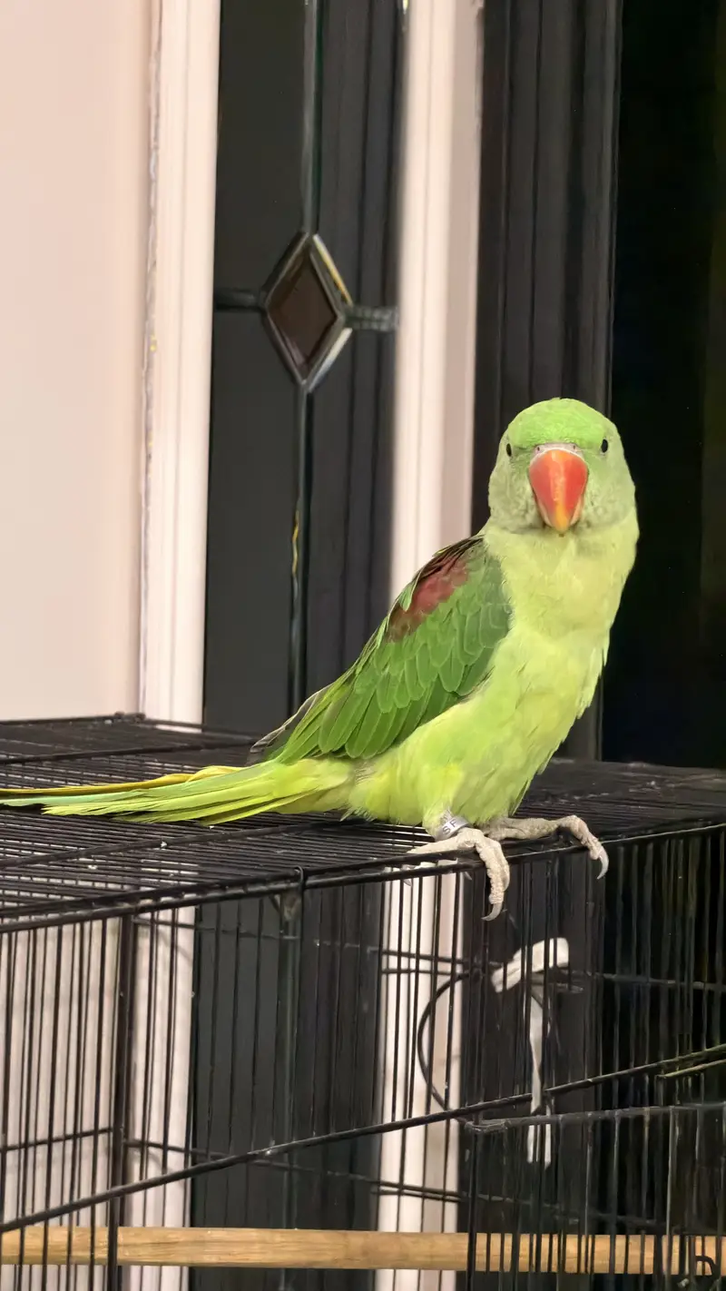 Alexandrine Parakeet  Pahari Tota — photo 6