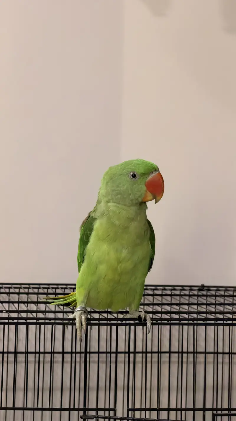 Alexandrine Parakeet  Pahari Tota — photo 7