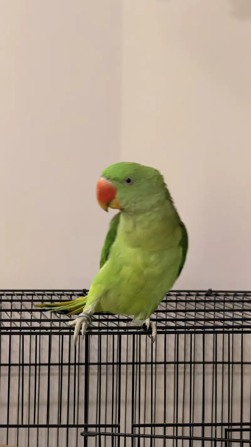 Alexandrine Parakeet  Pahari Tota — photo 8