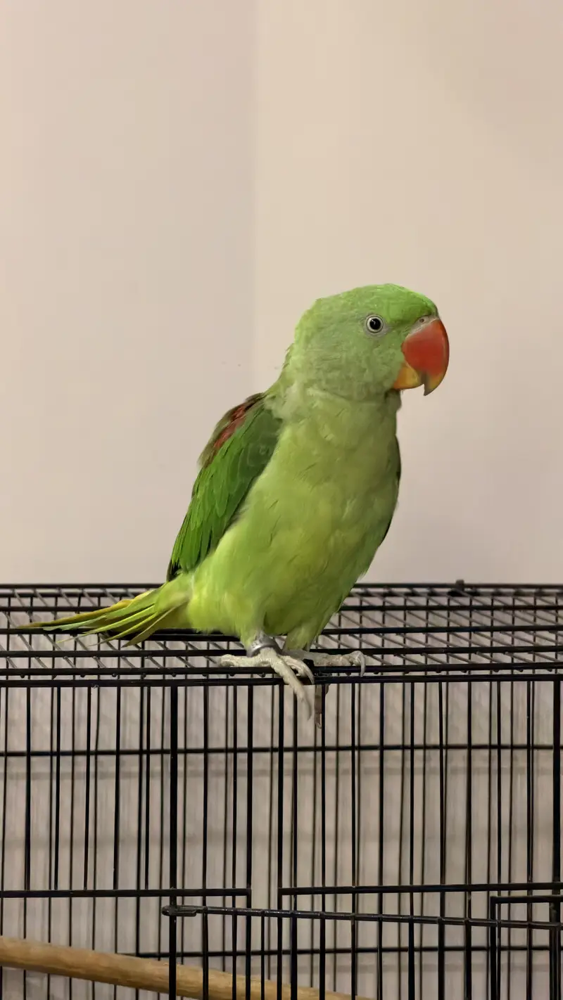 Alexandrine Parakeet  Pahari Tota — photo 9