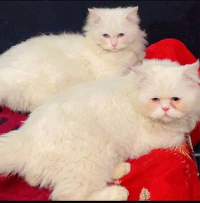 Cat For Sale Persian cat Tripple Cort odd Eyes persian cat for sale