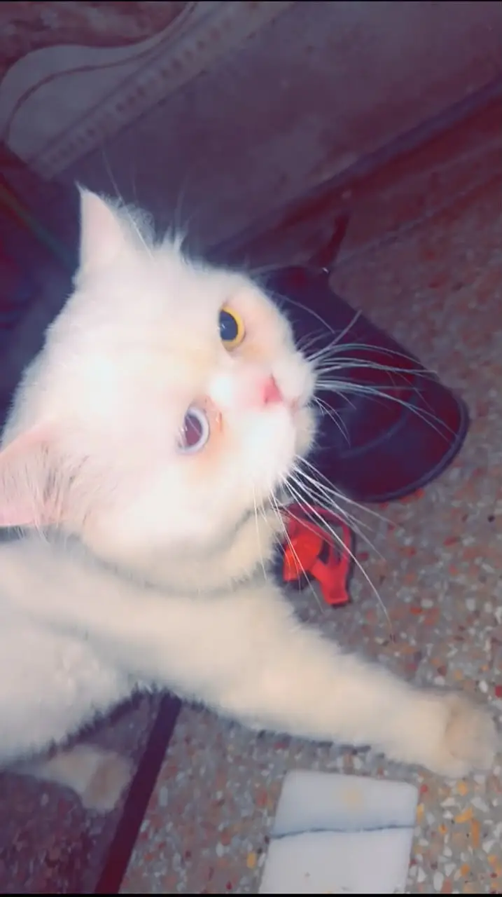 Cat For Sale Persian cat Tripple Cort odd Eyes persian cat for sale — photo 2