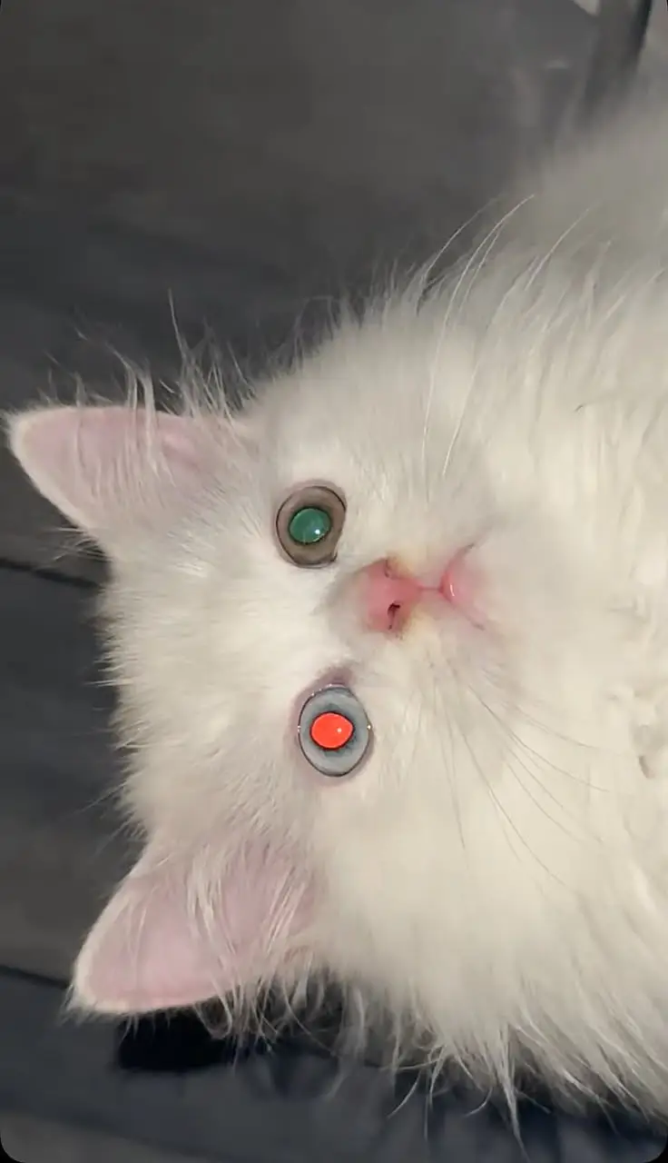 Cat For Sale Persian cat Tripple Cort odd Eyes persian cat for sale — photo 4