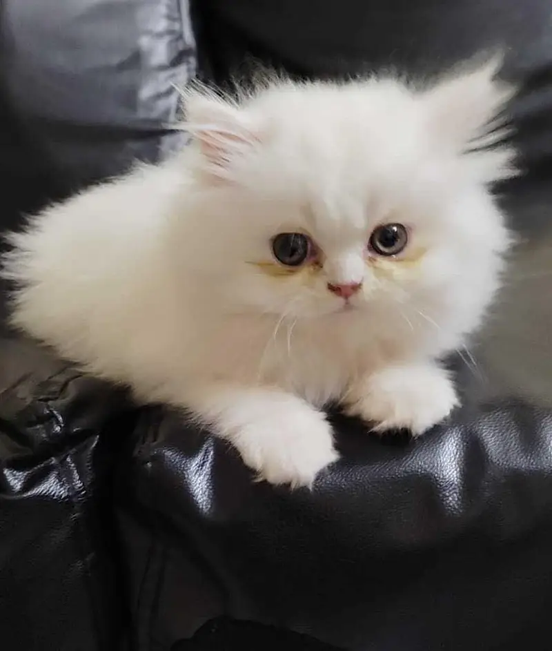 Persian kittens — photo 2