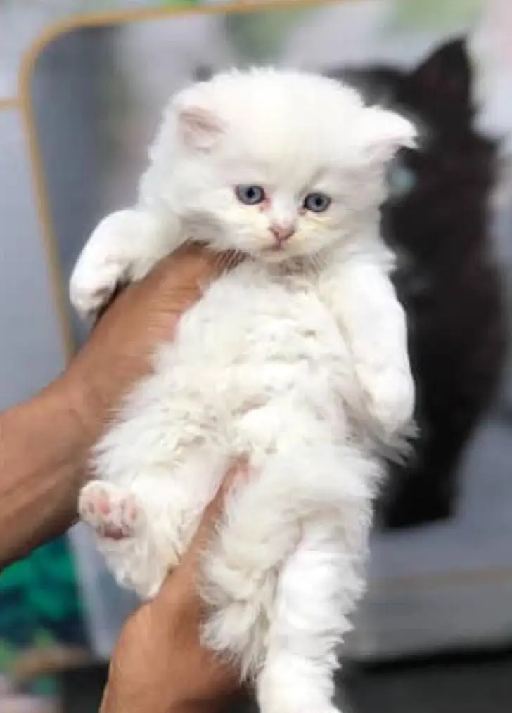 Persian kittens — photo 3