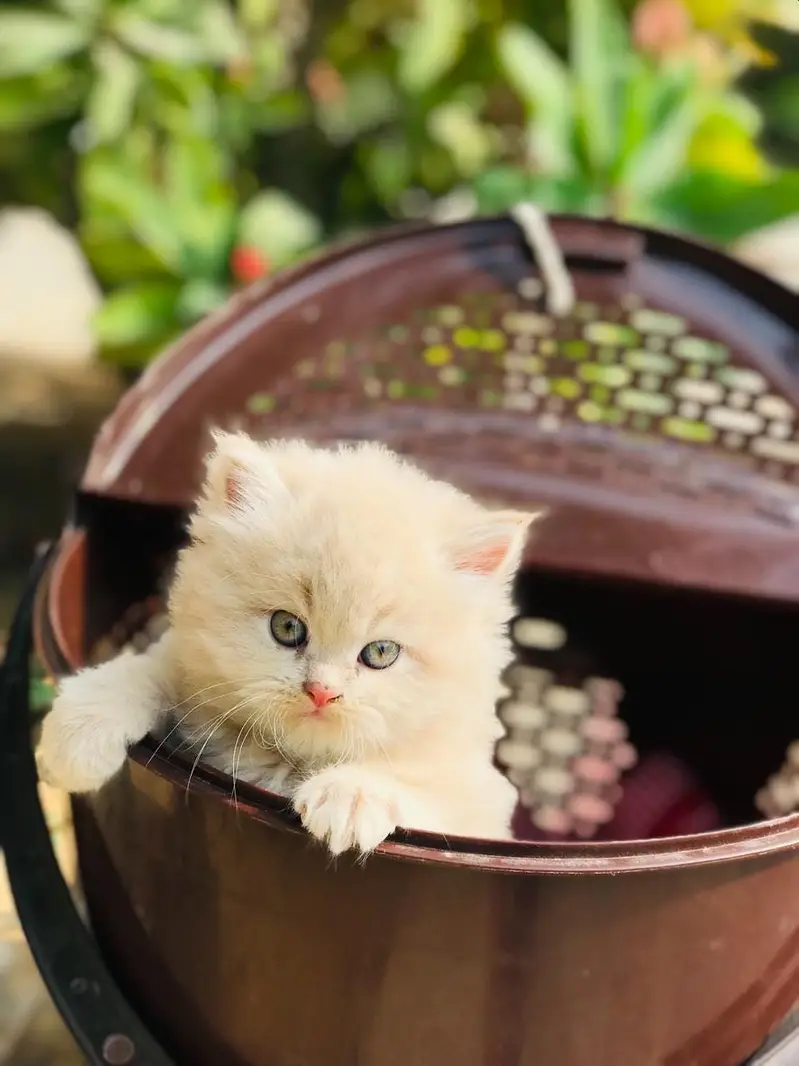 Persian kittens — photo 4