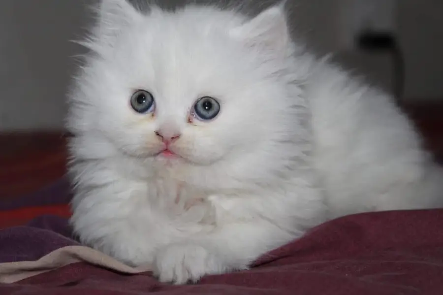 Persian kittens — photo 5