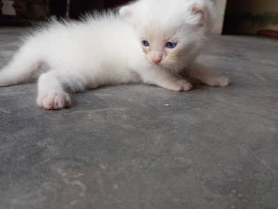 White Persian  Kitten  Healthy & Cute