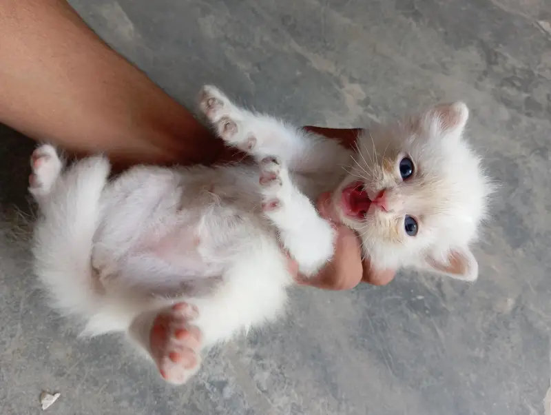 White Persian  Kitten  Healthy & Cute — photo 2